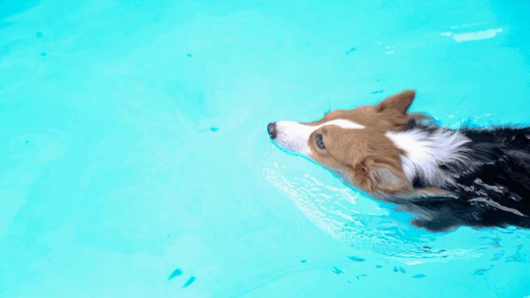 dog-swimming-in-pool